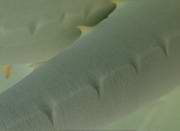Rauhe Epidermis eines 
    jungen Blattes.