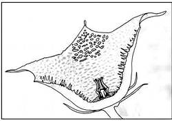 Genereller Blütenbau in der Gattung Huernia am Beispiel von Huernia boleana .