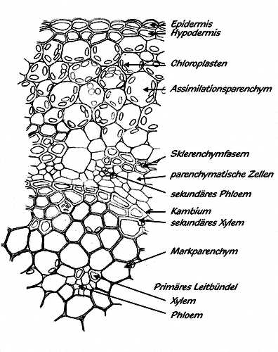 Spross-Anatomie bei Ceropegien
