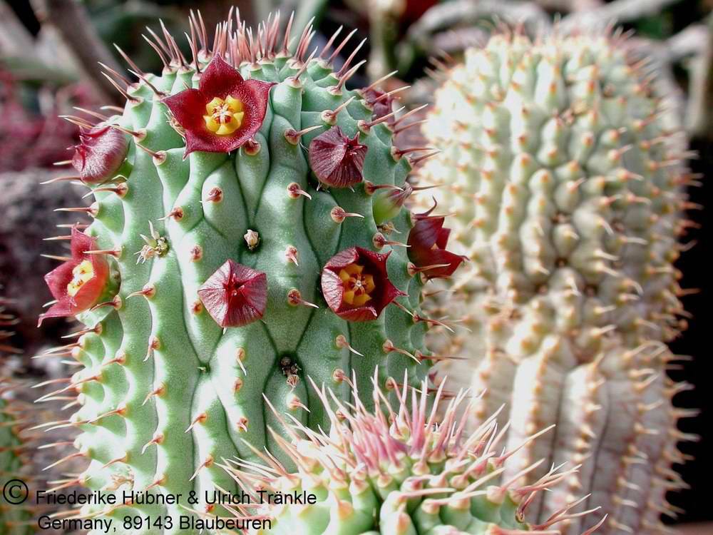 Hoodia
  officinalis in Kultur (Nauchos, Namibia).