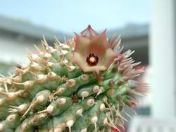 Hoodia
  officinalis subsp. delaetianum , eine nur in kleinem Areal
  verbreitete Unterart.