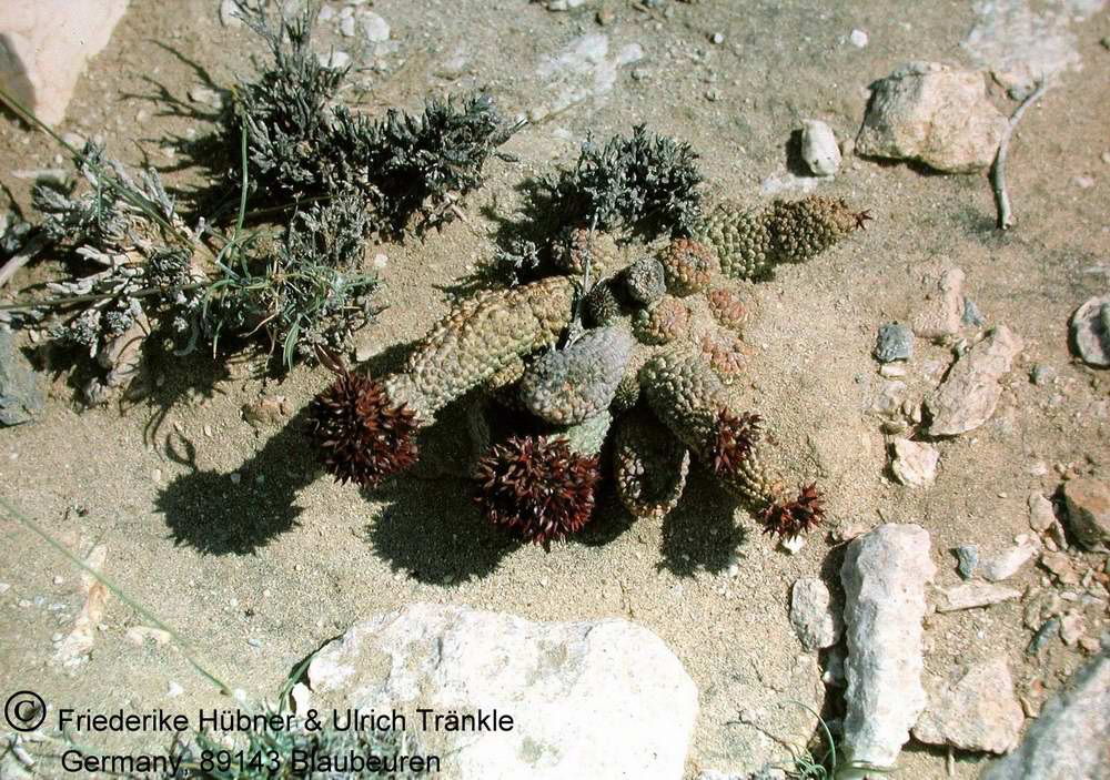 Hoodia
  pedicellata am Standort Rössingberg nahe Swakopmund (Namibia).