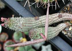 Frucht von Hoodia
  pedicellata (Handbestäubung).