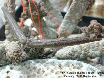 Anomalluma dodsoniana 8 – Asclepidarium