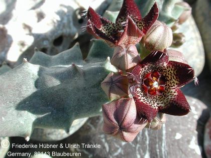Apteranthes joannis 002 – Asclepidarium