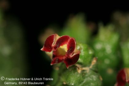 Baynesia lophophora (FH08,001) 003 – Asclepidarium