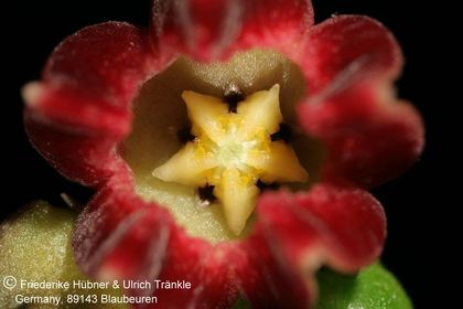 Baynesia lophophora (FH08,001) 007 – Asclepidarium