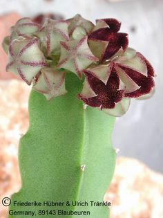 Boucerosia procumbens 001 – Asclepidarium