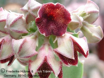 Boucerosia procumbens 002 – Asclepidarium