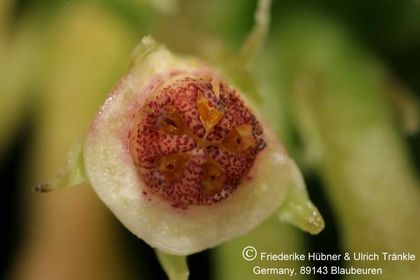 Boucerosia procumbens (FH04,069) 010 – Asclepidarium
