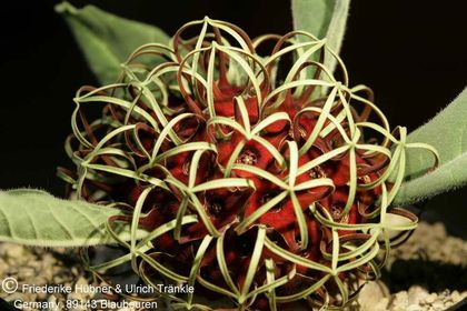 Brachystelma barberae (Exotica Clon) 004 – Asclepidarium