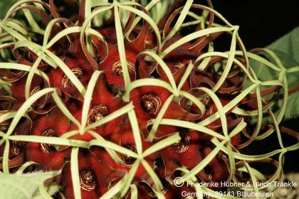 Brachystelma barberae (Exotica Clon) 007 – Asclepidarium