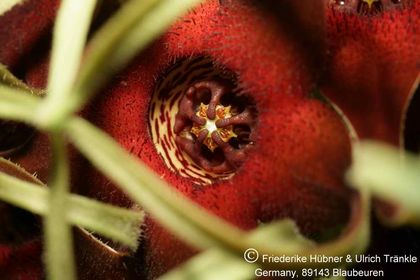 Brachystelma barberae (Exotica Clon) 010 – Asclepidarium