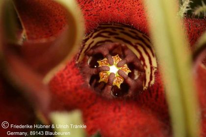 Brachystelma barberae (Exotica Clon) 012 – Asclepidarium