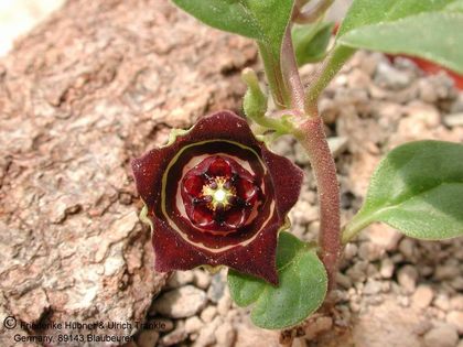 Brachystelma chlorozum Marpumulo RSA 5 HT – Asclepidarium