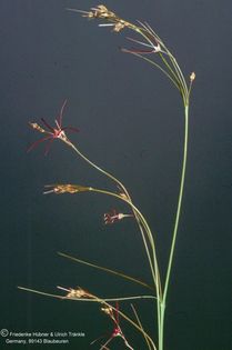 Brachystelma filiformis 2 Hü – Asclepidarium