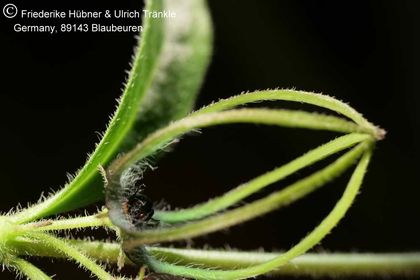 Brachystelma gracile (Exotica) 001 – Asclepidarium