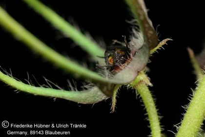 Brachystelma gracile (Exotica) 003 – Asclepidarium