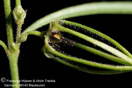 Brachystelma gracile (FH07,074) 005 – Asclepidarium