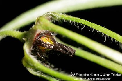 Brachystelma gracile (FH07,074) 006 – Asclepidarium