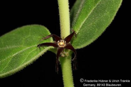 Brachystelma lancasteri (Clon Nursery Exotica) 001 – Asclepidarium