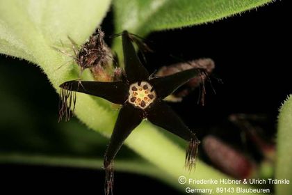 Brachystelma lancasteri (Clon Nursery Exotica) 004 – Asclepidarium