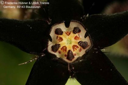 Brachystelma lancasteri (Clon Nursery Exotica) 007 – Asclepidarium