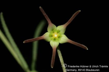 Brachystelma longifolium (FH07,066) RSA Morgenzon 002 – Asclepidarium