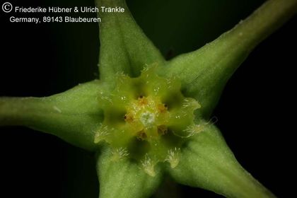 Brachystelma longifolium (RSA Morgenzon) (FH07,079) 006 – Asclepidarium