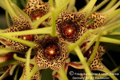 Brachystelma maritae (Exotica Clon) 005 – Asclepidarium