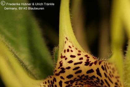 Brachystelma maritae (Exotica Clon) 008 – Asclepidarium