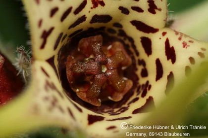 Brachystelma maritae (Exotica Clon 1) 005 – Asclepidarium