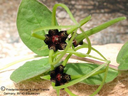 Brachystelma megasepalum 002 – Asclepidarium