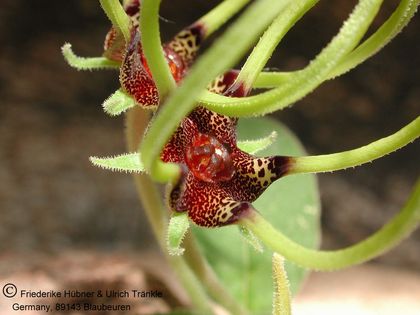 Brachystelma megasepalum 006 – Asclepidarium