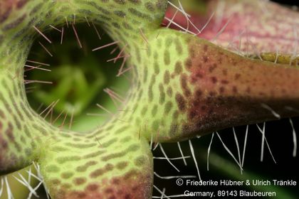 Brachystelma meyerianum (Stutterheim RSA) (FH09,0 ) 005 – Asclepidarium