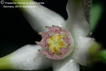 Brachystelma nanum Magaliesberg RSA (FH05,021) 004 – Asclepidarium
