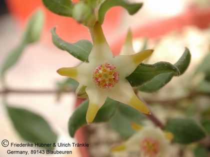 Brachystelma nanum (RSA Magaliesberg) 2 – Asclepidarium