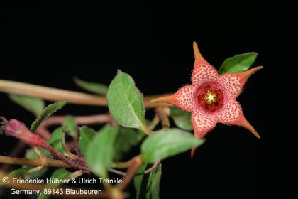 Brachystelma remotum (Dirkieskorp, RSA) (FH09,036) 002 – Asclepidarium