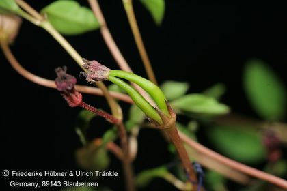 Brachystelma remotum (Dirkieskorp, RSA) (FH09,036) 011 – Asclepidarium