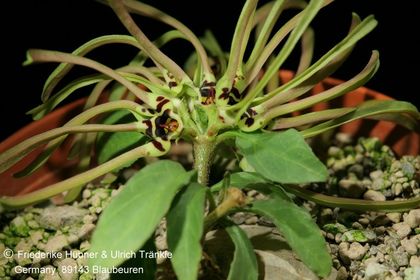 Brachystelma sp nov (FH09,065) 004 – Asclepidarium