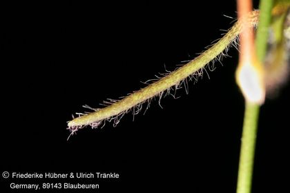 Brachystelma sp nov (RM577, Thailand) (FH09,236) 002 – Asclepidarium