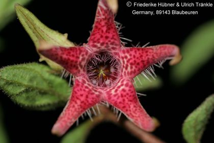 Brachystelma tuberosum (Transkei RSA) (FH09,0 ) 005 – Asclepidarium
