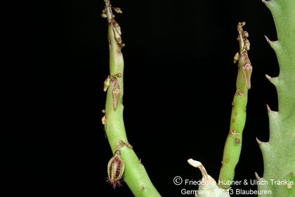 Caralluma moniliformis (FH08,050) 001 – Asclepidarium
