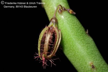 Caralluma moniliformis (FH08,050) 004 – Asclepidarium