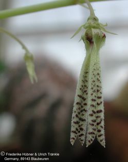 Caralluma peckii aff (Galgalo, Somalia) 1 – Asclepidarium