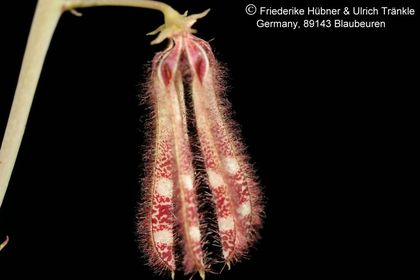 Caralluma sp (FH07,207) 002 – Asclepidarium