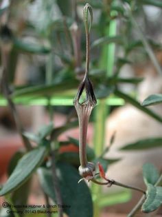 Ceropegia africana Blüte nah – Asclepidarium