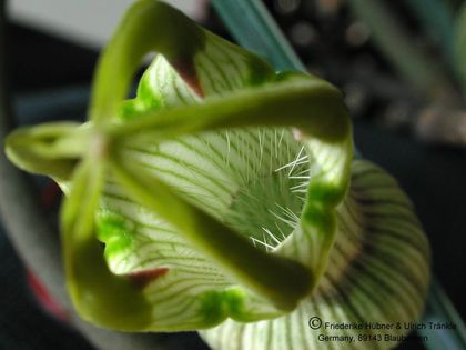Ceropegia ampliata kleinblütige Form Reusenhaare hü – Asclepidarium