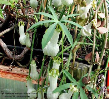 Ceropegia ampliata Uhlig-Pflanze große Blüten – Asclepidarium