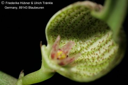 Ceropegia arabica var poywseii (FH09,127) 008 – Asclepidarium